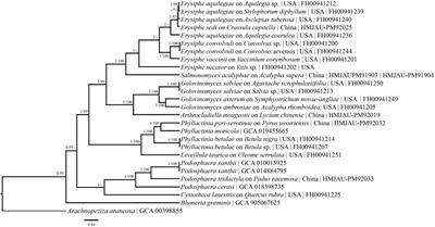 Secondary DNA Barcodes (CAM, GAPDH, GS, and RpB2) to Characterize Species Complexes and Strengthen the Powdery Mildew Phylogeny